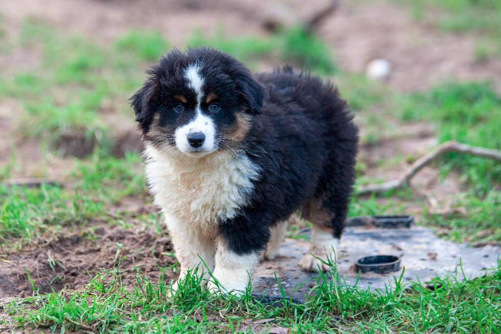 des Landettes de Hautteville - Chiot disponible  - Berger Américain Miniature 