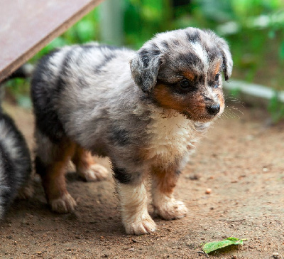 VICKYE Bleu merle