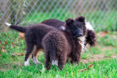 des Landettes de Hautteville - Shetland Sheepdog - Portée née le 26/08/2024