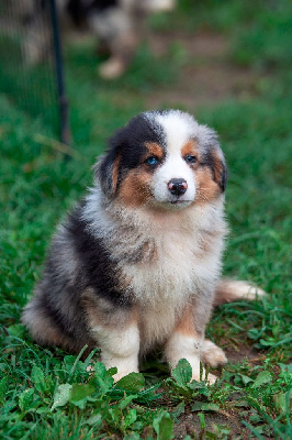 Vortex CHIOT MALE BLEU MERLE