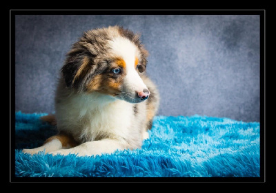 Vicking CHIOT MALE BLEU MERLE