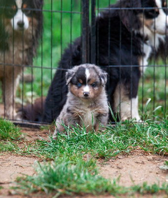 CHIOT BLEU MERLE