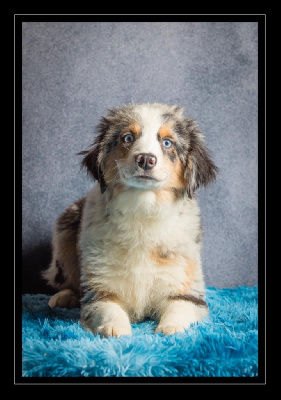 Vaillant CHIOT MALE BLEU MERLE