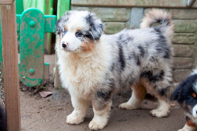 VVINSLEY CHIOT MALE BLEU MERLE