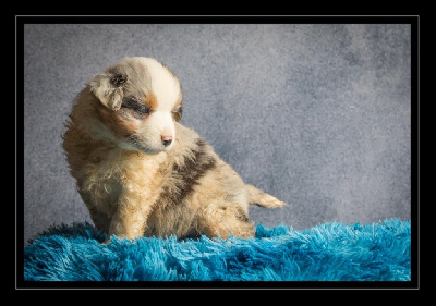 CHIOT MALE BLEU MERLE