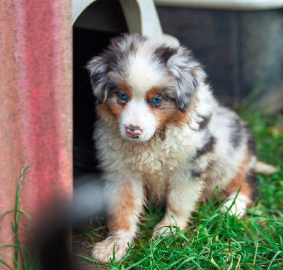 Valdo CHIOT MALE BLEU MERLE