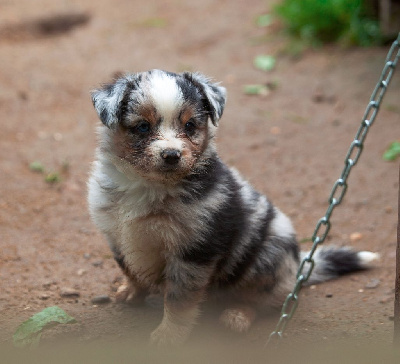 CHIOT Bleu merle