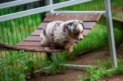 CHIOT Bleu merle