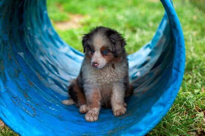 Valdo CHIOT MALE BLEU MERLE