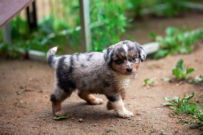 VICKYE Bleu merle