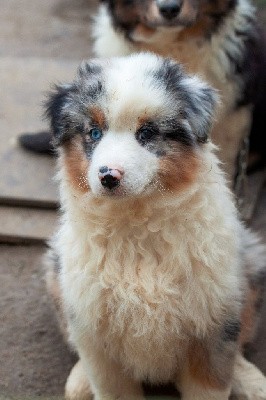 VVINSLEY CHIOT MALE BLEU MERLE