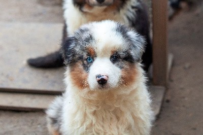 VVINSLEY CHIOT MALE BLEU MERLE