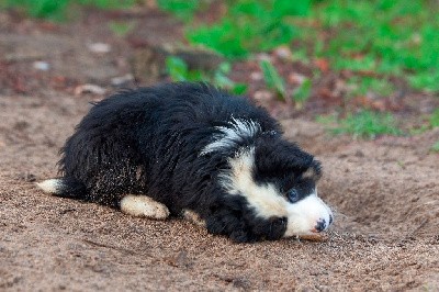 VAUBAN- CHIOT Male