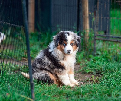 Vortex CHIOT MALE BLEU MERLE