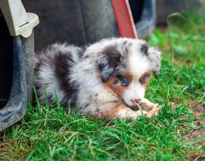 Valdo CHIOT MALE BLEU MERLE