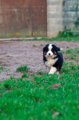 VAUBAN- CHIOT Male