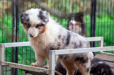 VVINSLEY CHIOT MALE BLEU MERLE