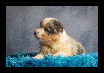 CHIOT MALE BLEU MERLE