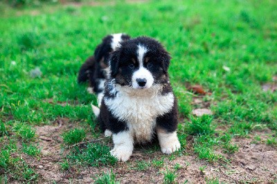 VADROUILLE- CHIOT Male