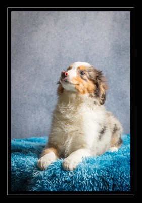 Vicking CHIOT MALE BLEU MERLE