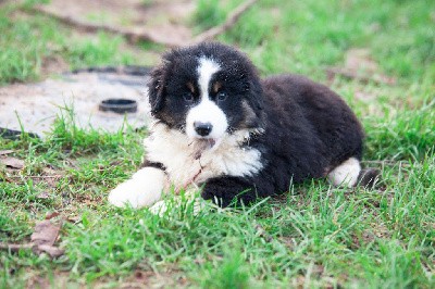 VADROUILLE- CHIOT Male