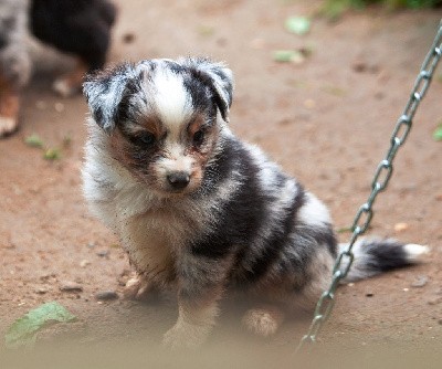 CHIOT Bleu merle