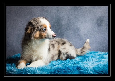 Vicking CHIOT MALE BLEU MERLE