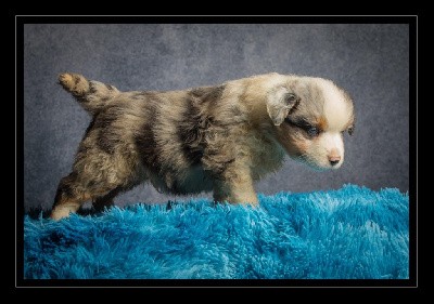 CHIOT MALE BLEU MERLE