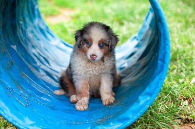 Valdo CHIOT MALE BLEU MERLE