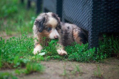 Vicking CHIOT MALE BLEU MERLE