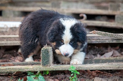 VAUBAN- CHIOT Male