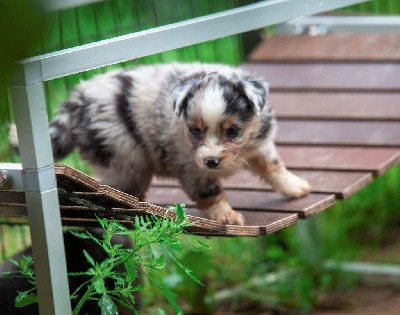 CHIOT Bleu merle