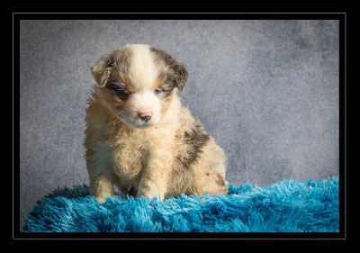 CHIOT MALE BLEU MERLE