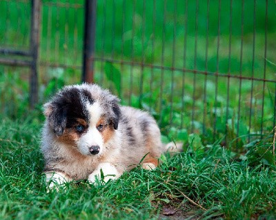 Vortex CHIOT MALE BLEU MERLE