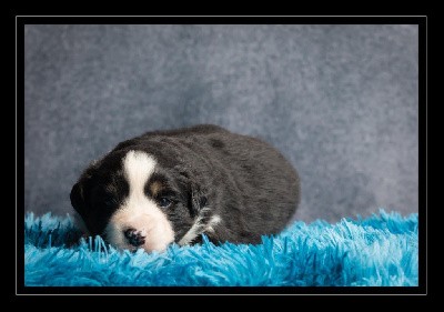 VADROUILLE- CHIOT Male