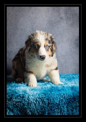 Vaillant CHIOT MALE BLEU MERLE