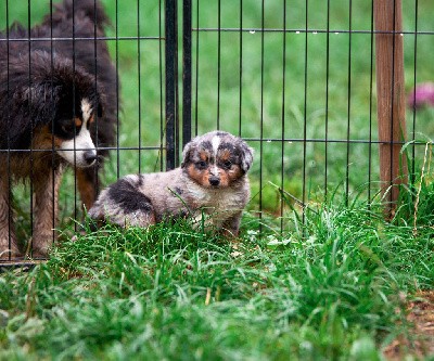 VICKYE Bleu merle