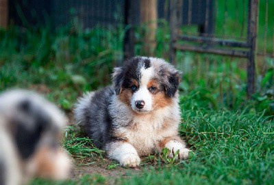 Vortex CHIOT MALE BLEU MERLE