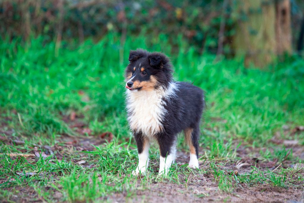 des Landettes de Hautteville - Chiot disponible  - Shetland Sheepdog