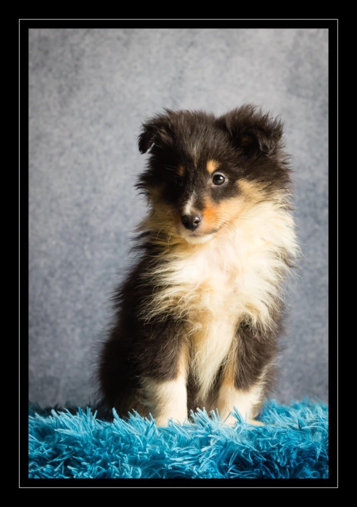 des Landettes de Hautteville - Chiot disponible  - Shetland Sheepdog