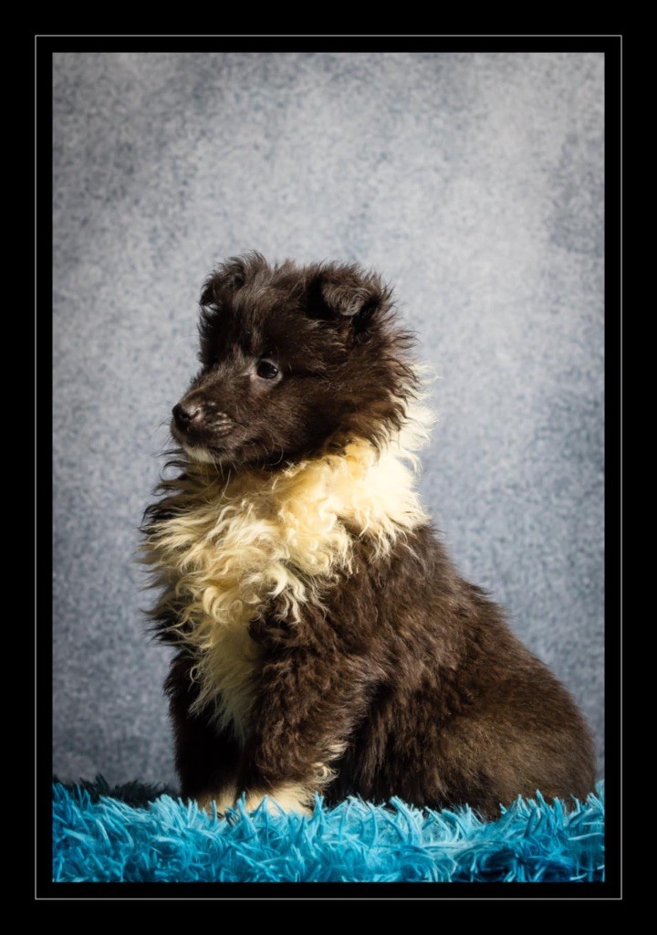 des Landettes de Hautteville - Chiot disponible  - Shetland Sheepdog