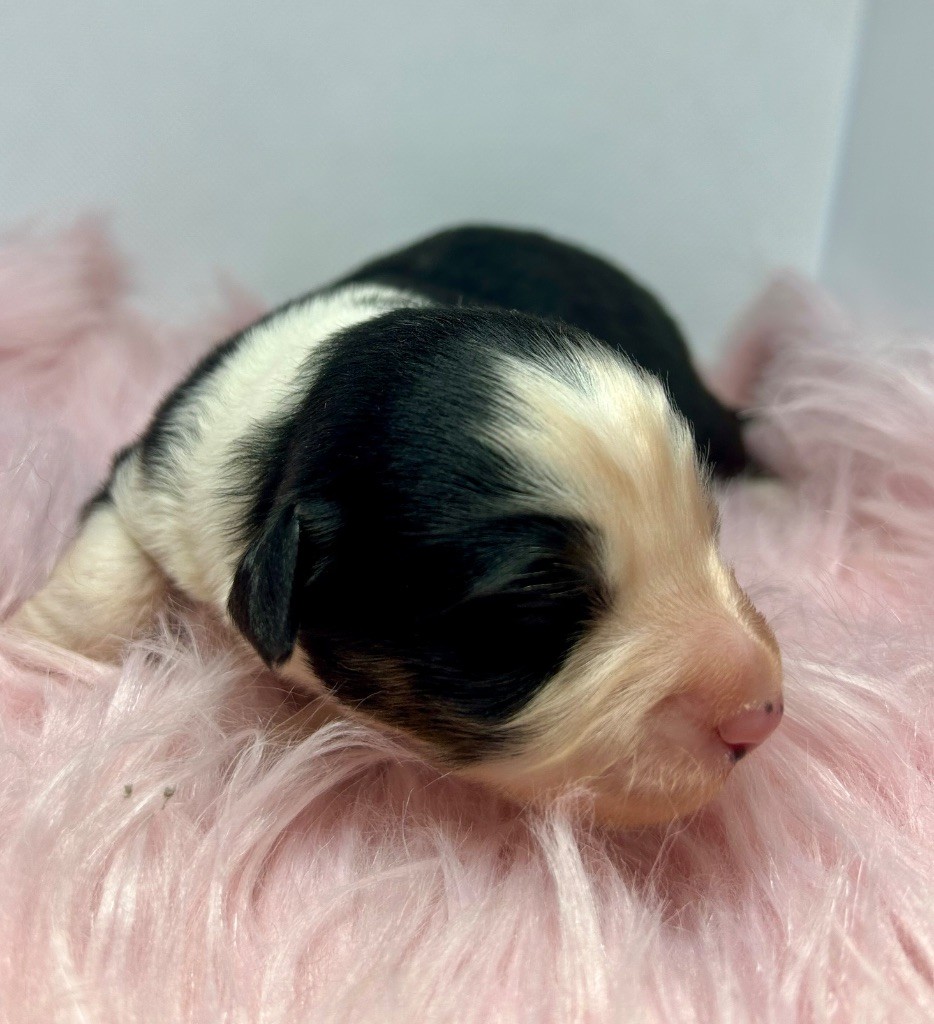 des Landettes de Hautteville - Chiots disponibles - Berger Américain Miniature 