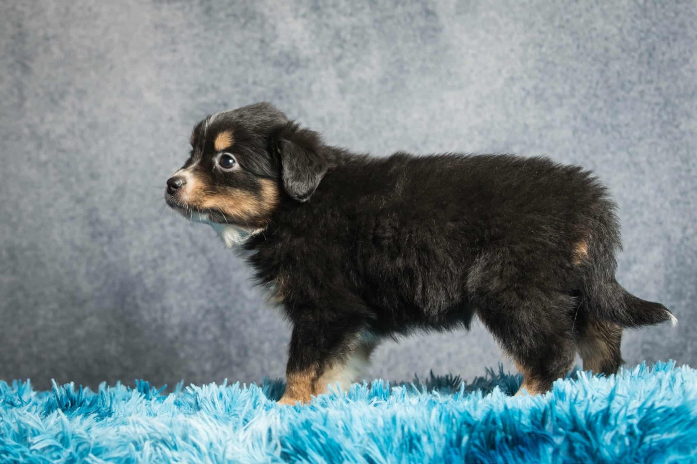 des Landettes de Hautteville - Chiots disponibles - Berger Américain Miniature 