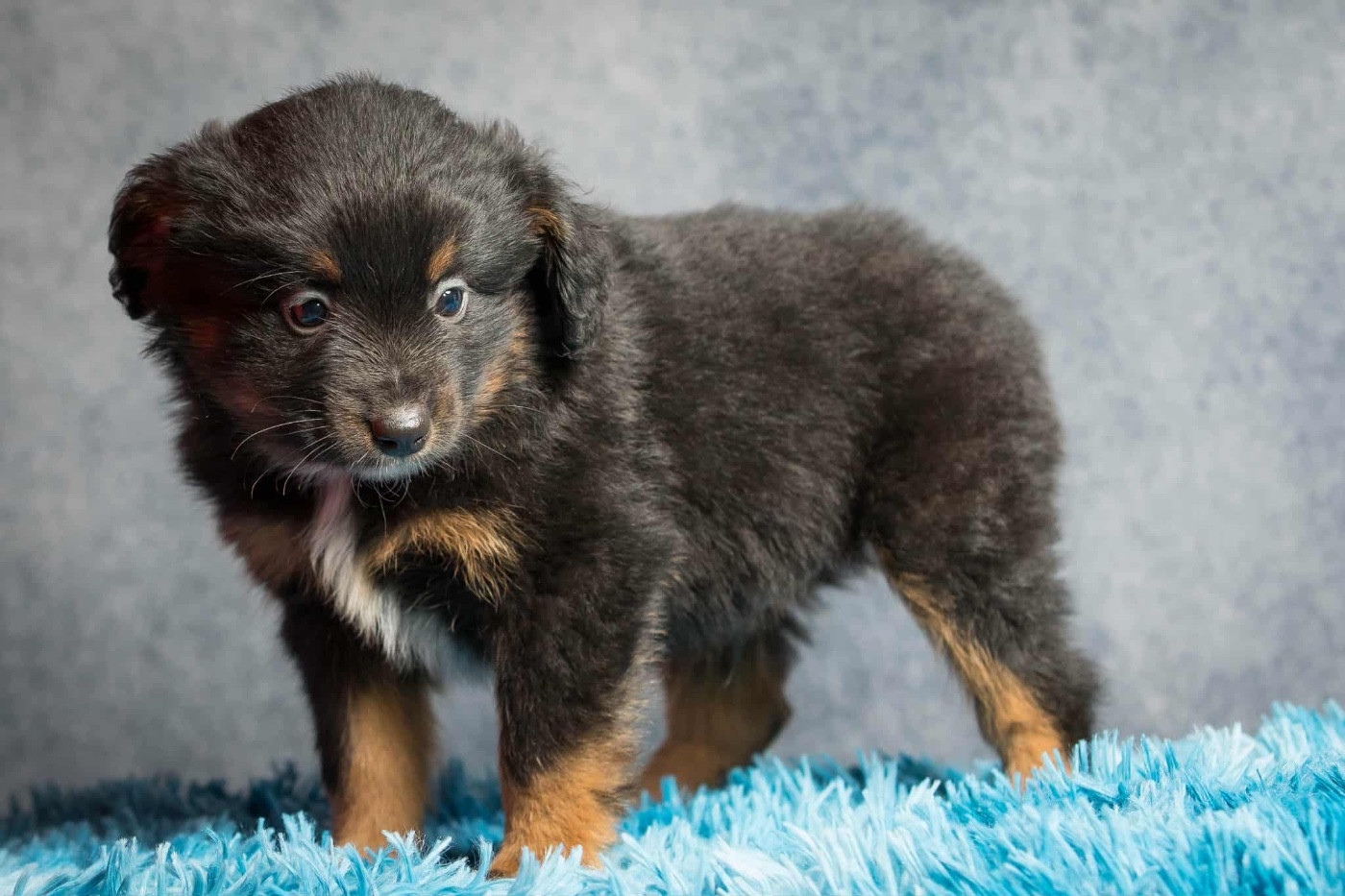 des Landettes de Hautteville - Chiots disponibles - Berger Américain Miniature 