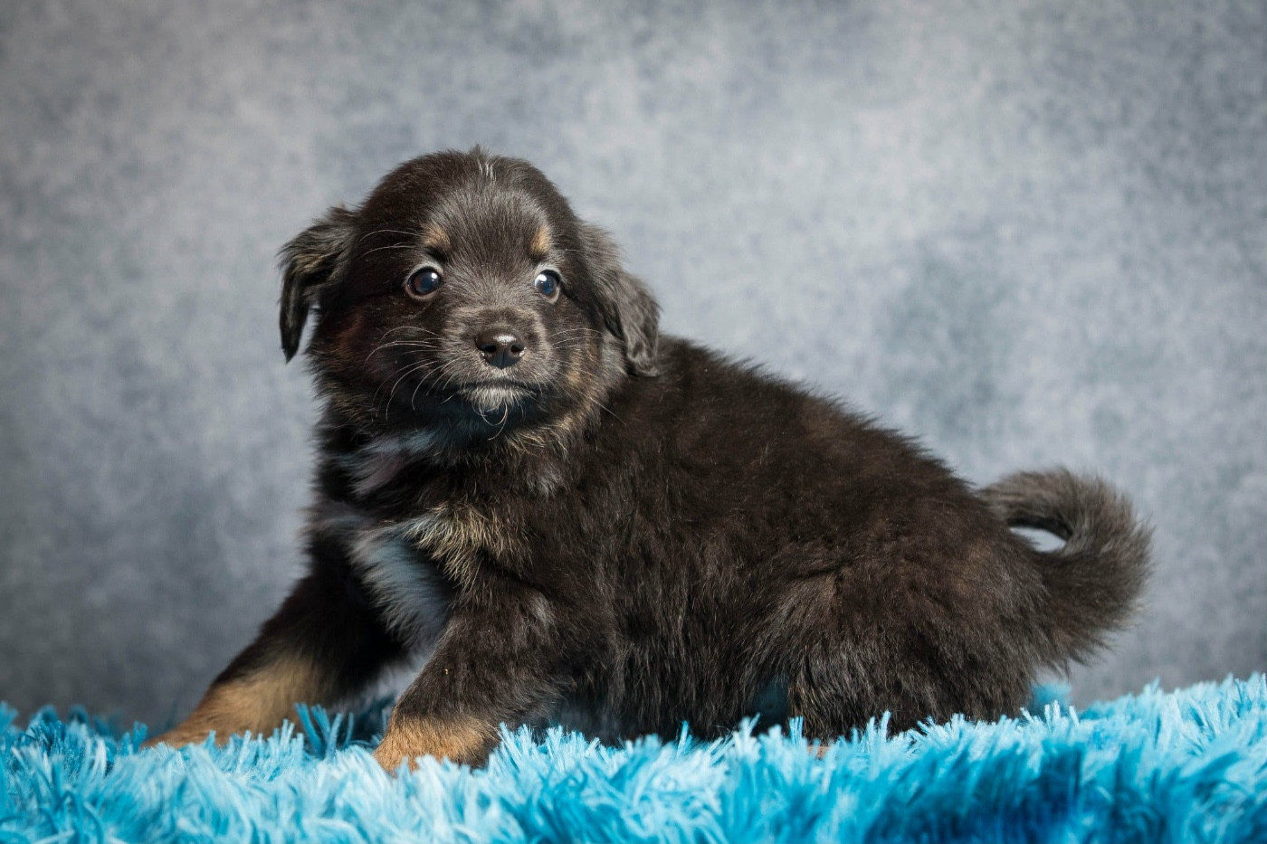 des Landettes de Hautteville - Chiots disponibles - Berger Américain Miniature 