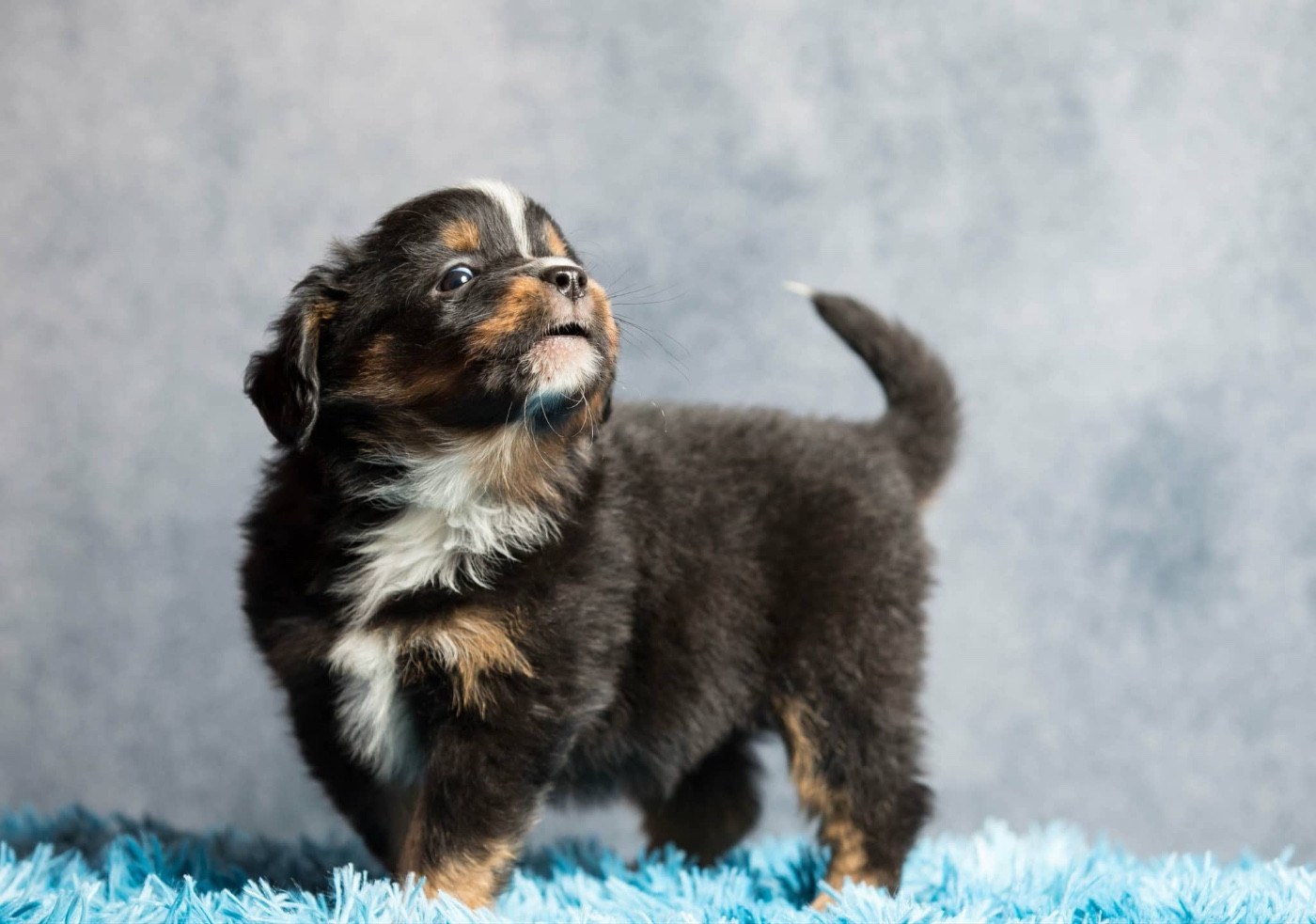 des Landettes de Hautteville - Chiots disponibles - Berger Américain Miniature 