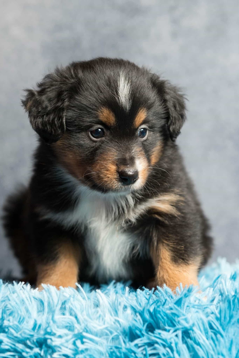 des Landettes de Hautteville - Chiots disponibles - Berger Américain Miniature 