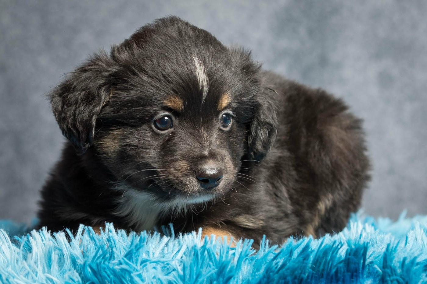 des Landettes de Hautteville - Chiots disponibles - Berger Américain Miniature 