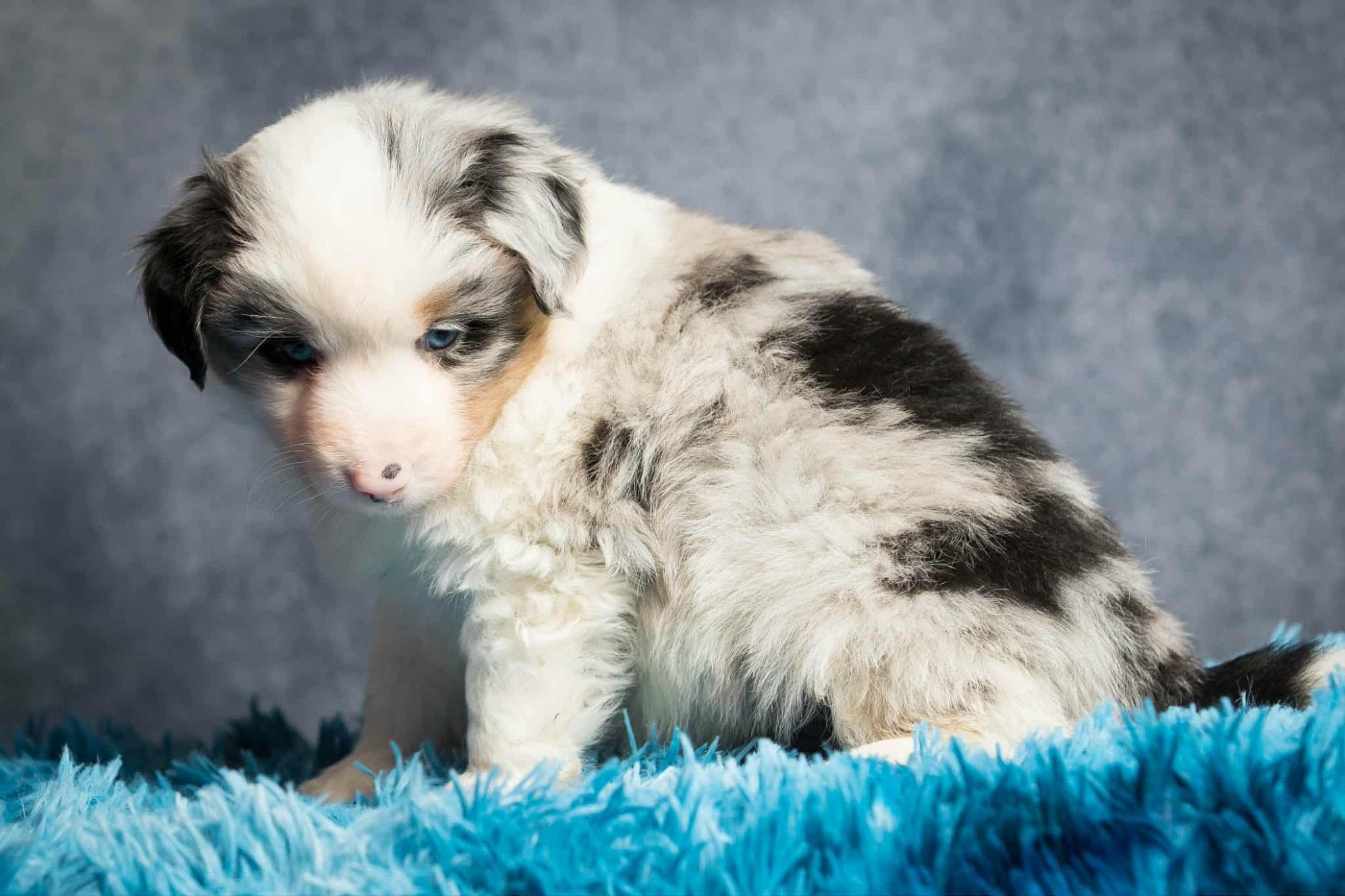 des Landettes de Hautteville - Chiots disponibles - Berger Américain Miniature 