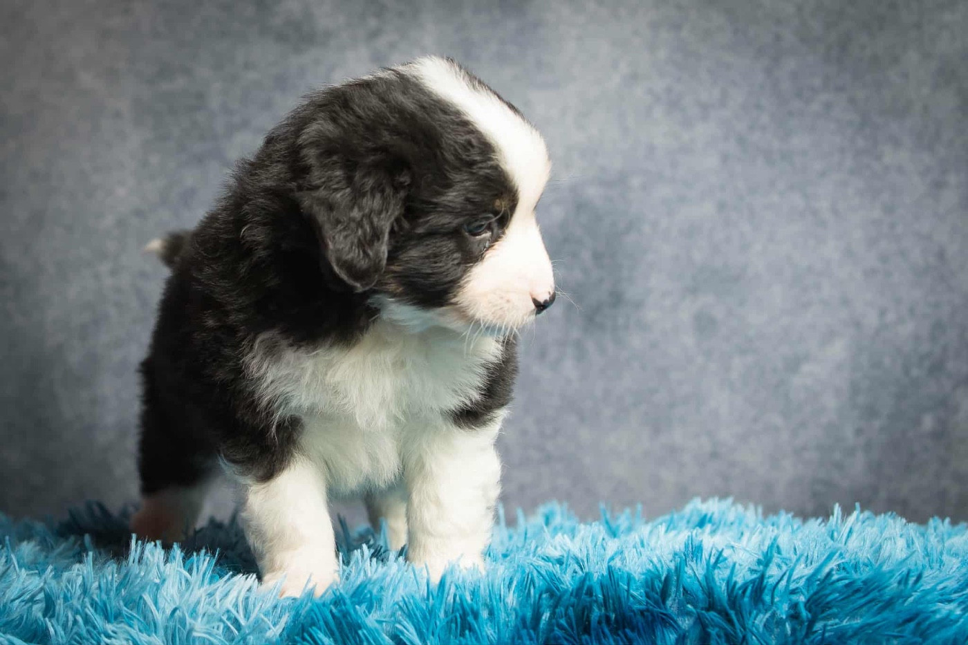 des Landettes de Hautteville - Chiots disponibles - Berger Américain Miniature 